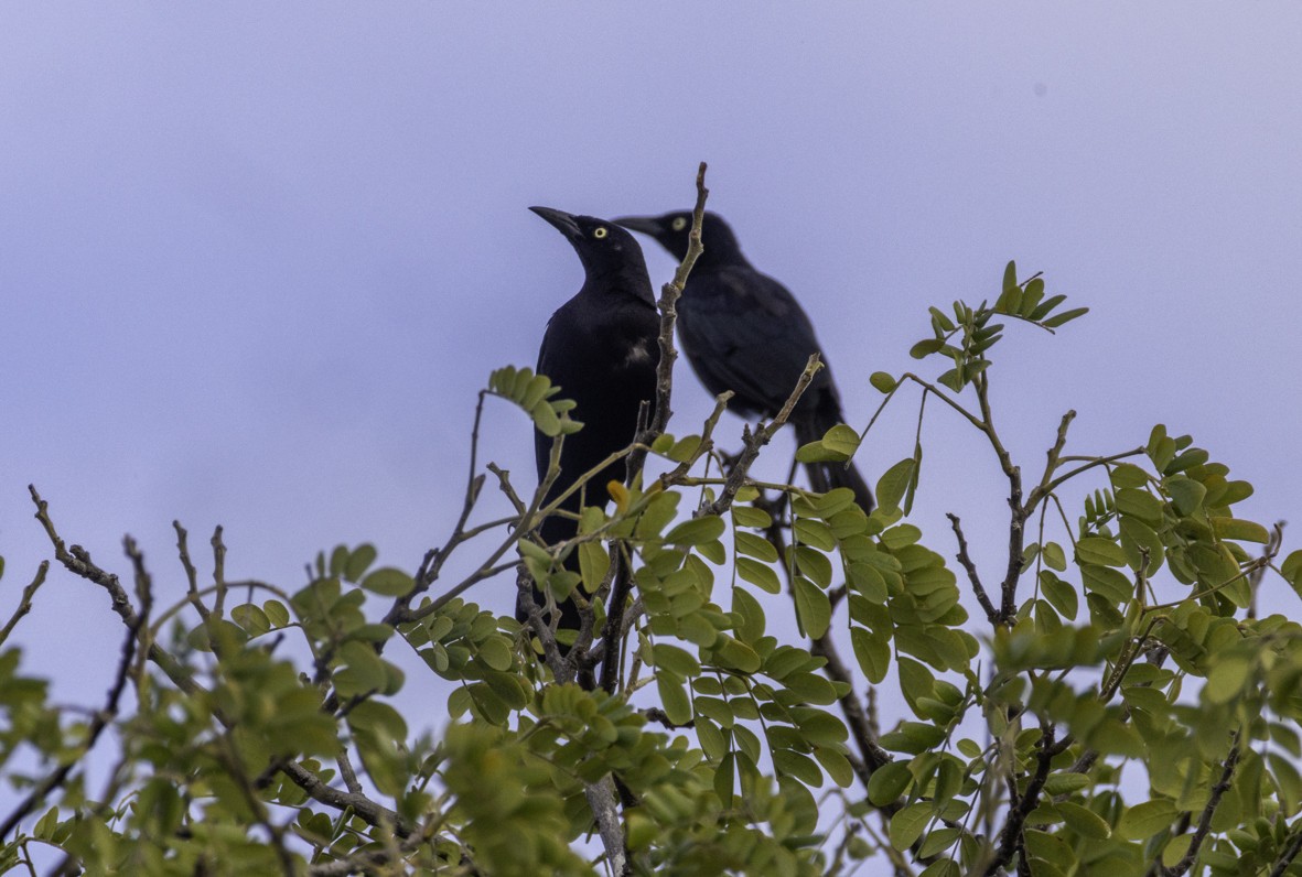 Carib Grackle - ML645517774