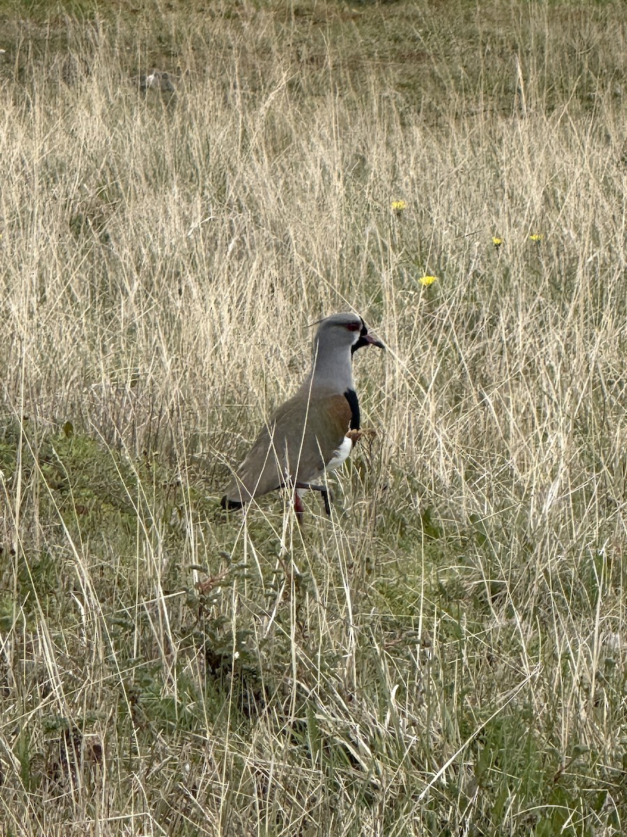 Southern Lapwing - ML645517776