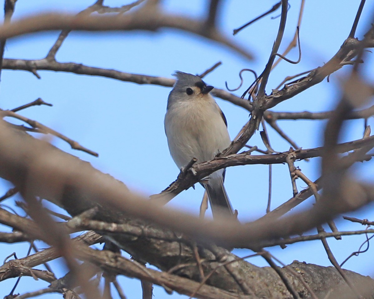 Tufted Titmouse - ML645517777