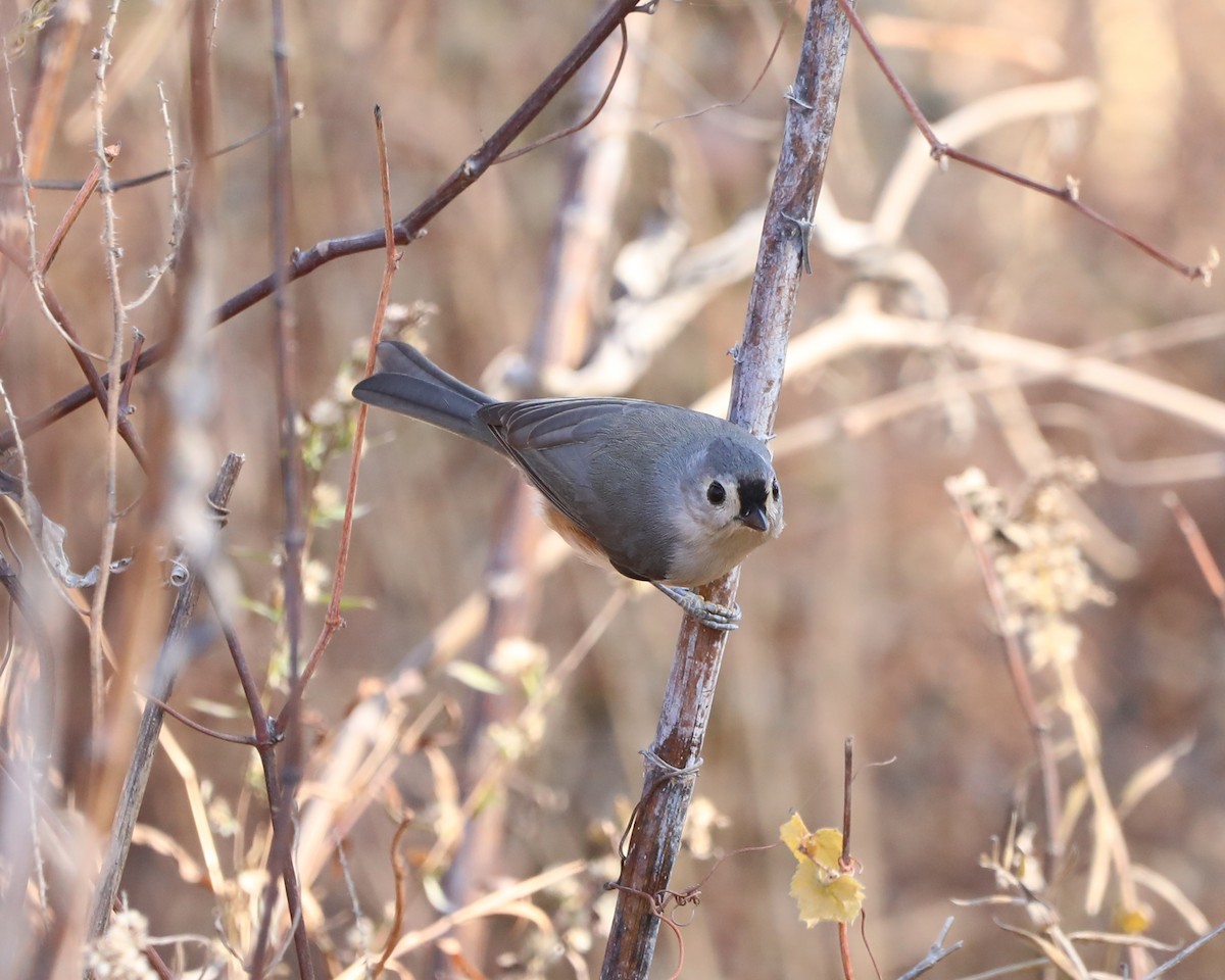 Tufted Titmouse - ML645517778