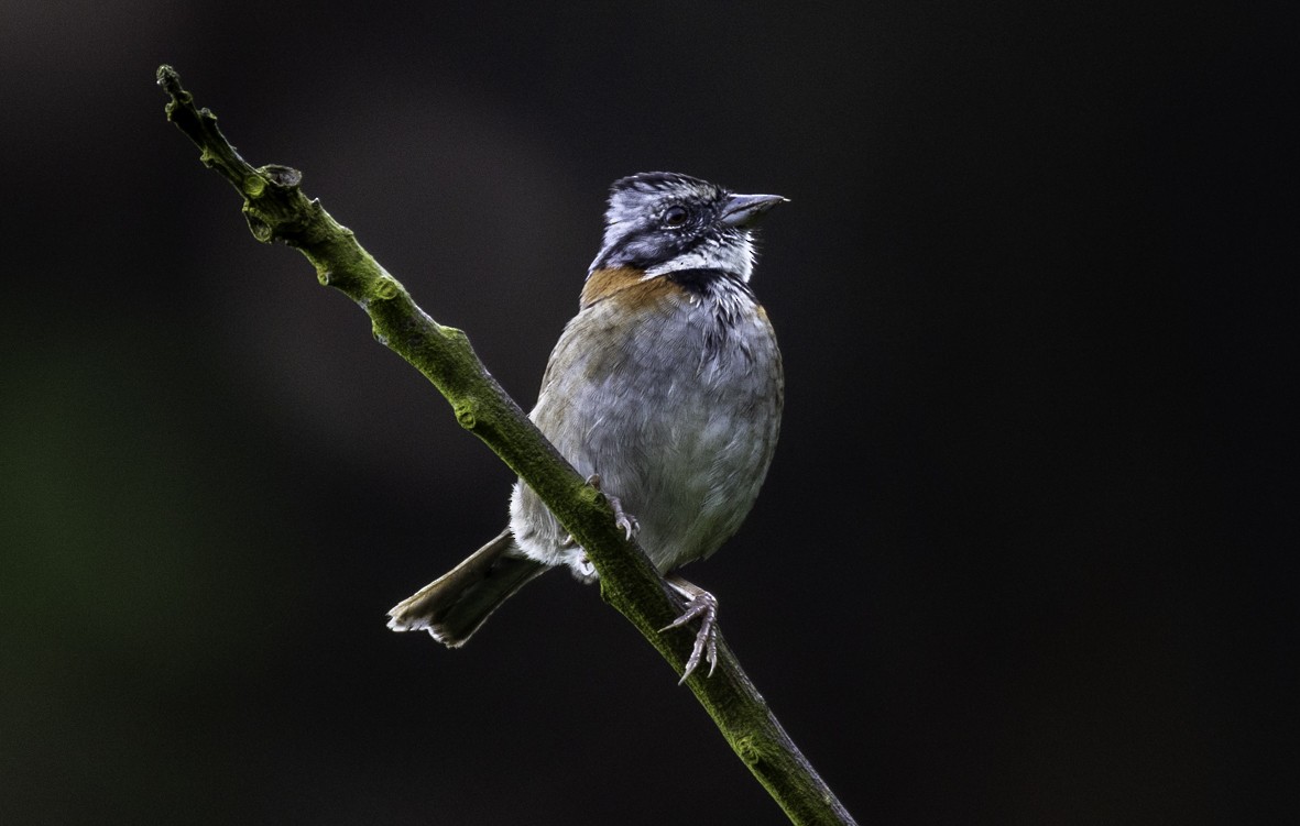 Rufous-collared Sparrow - ML645517780