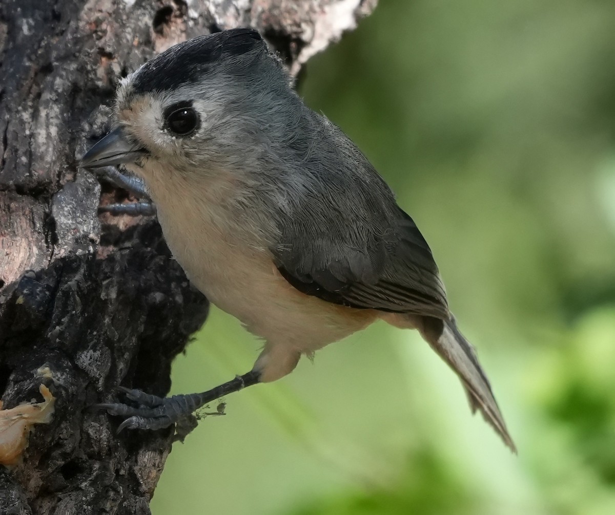 Black-crested Titmouse - ML645517781