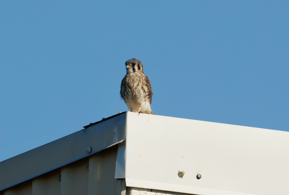 American Kestrel - ML645517785