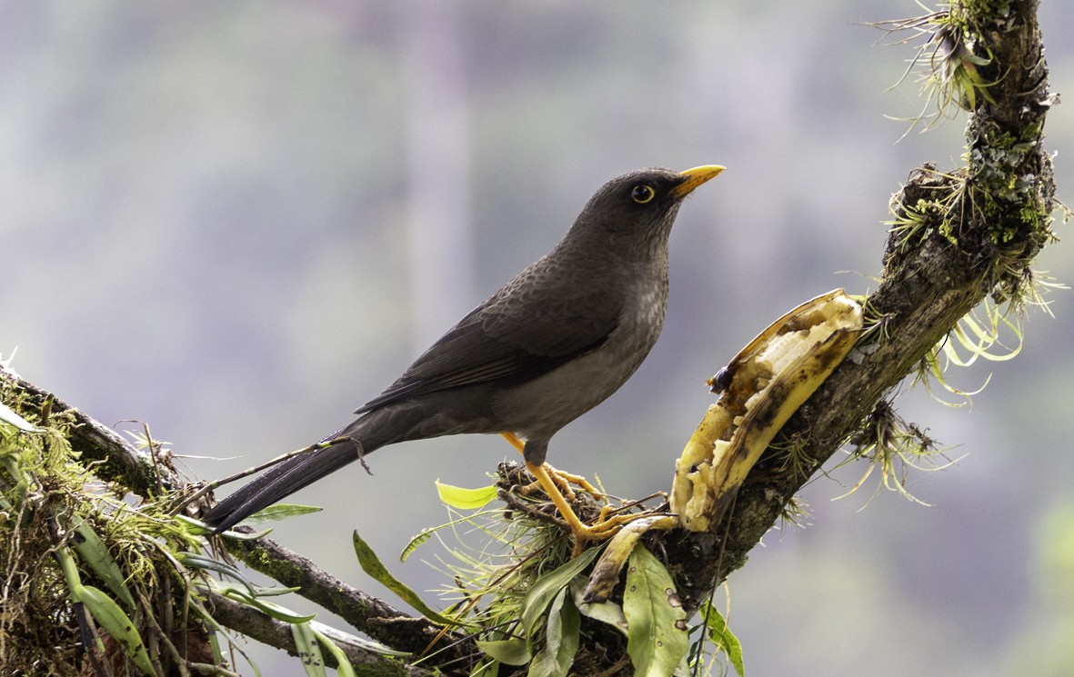Great Thrush - ML645517786