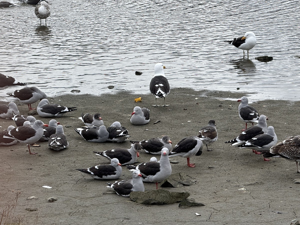 Dolphin Gull - ML645517798