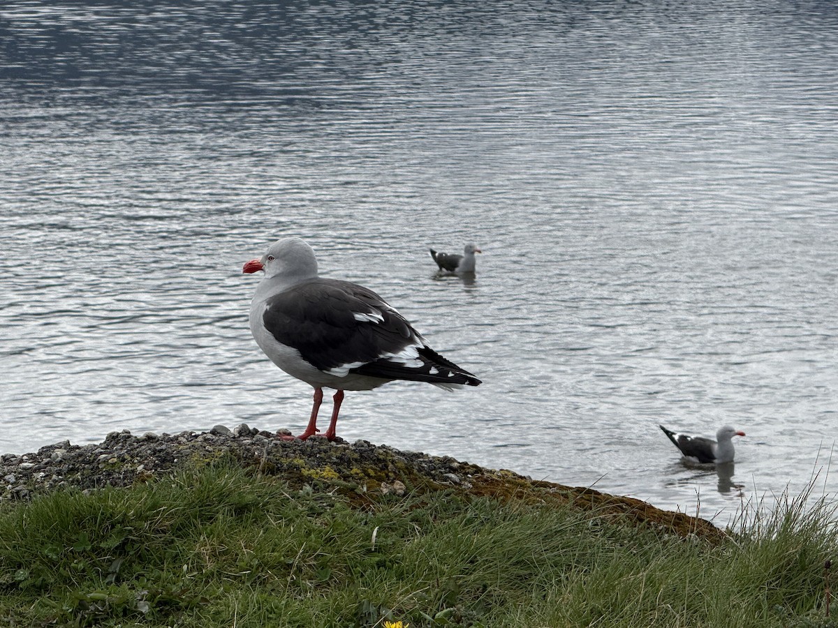 Dolphin Gull - ML645517799