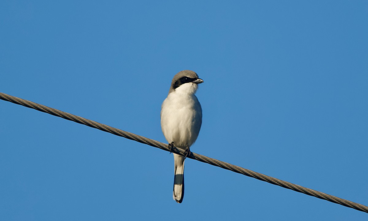 Loggerhead Shrike - ML645517800