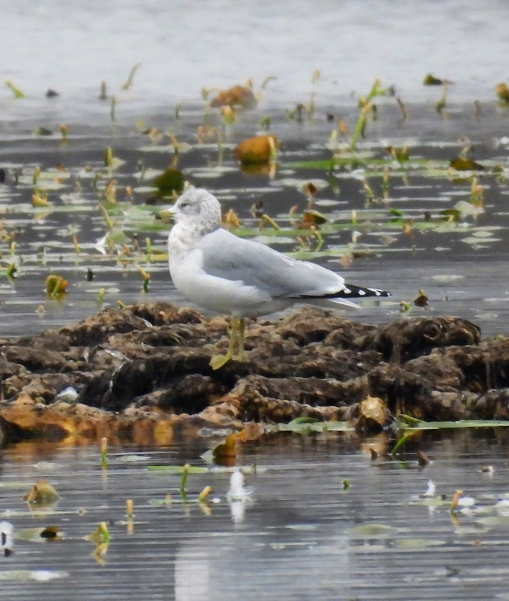 Ring-billed Gull - ML645517801
