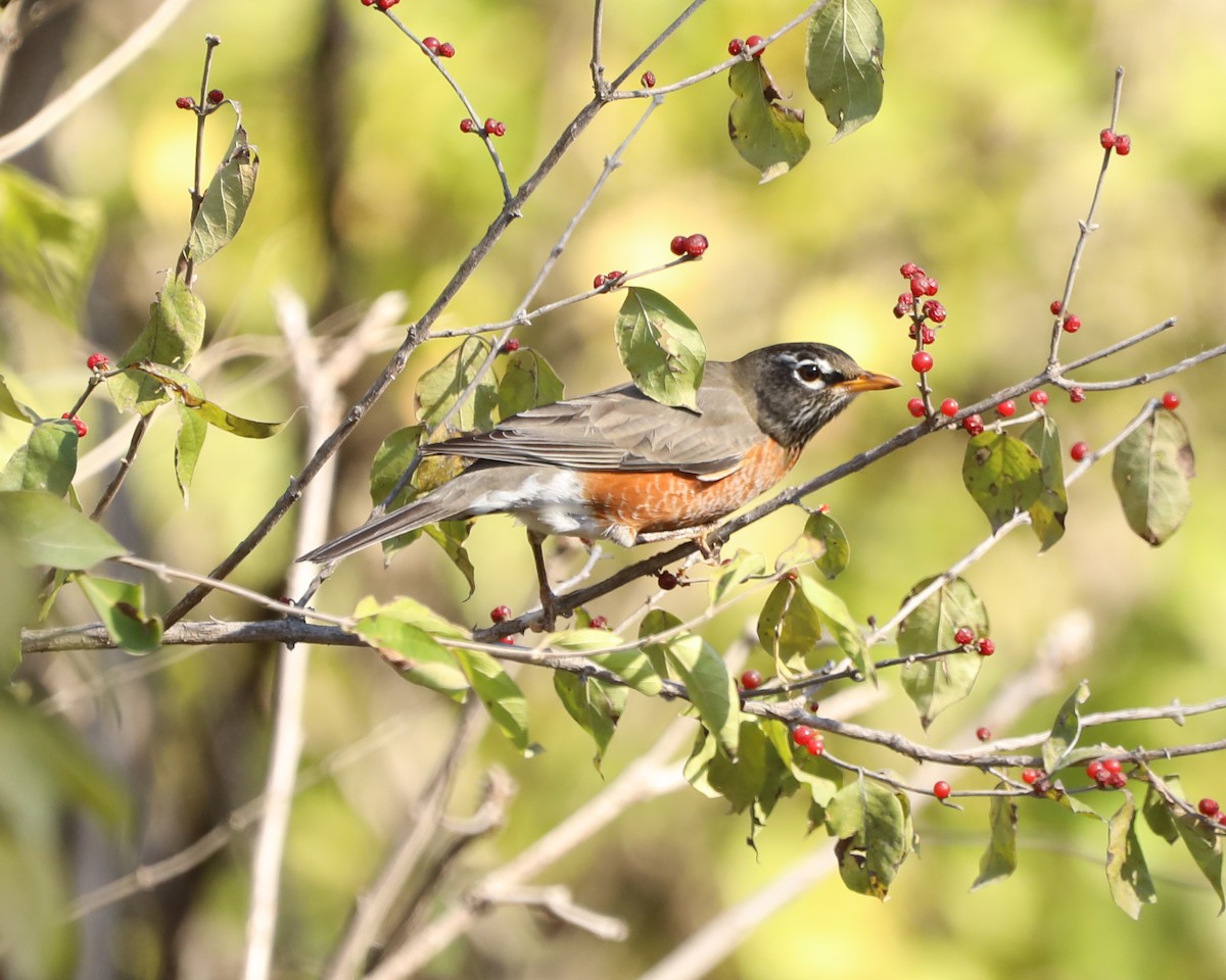 American Robin - ML645517802