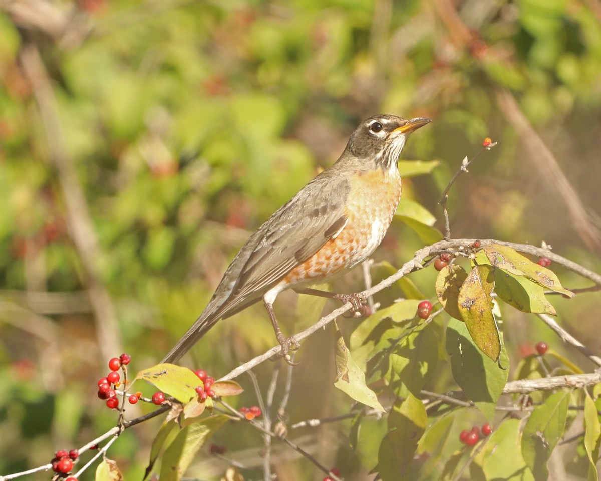 American Robin - ML645517803