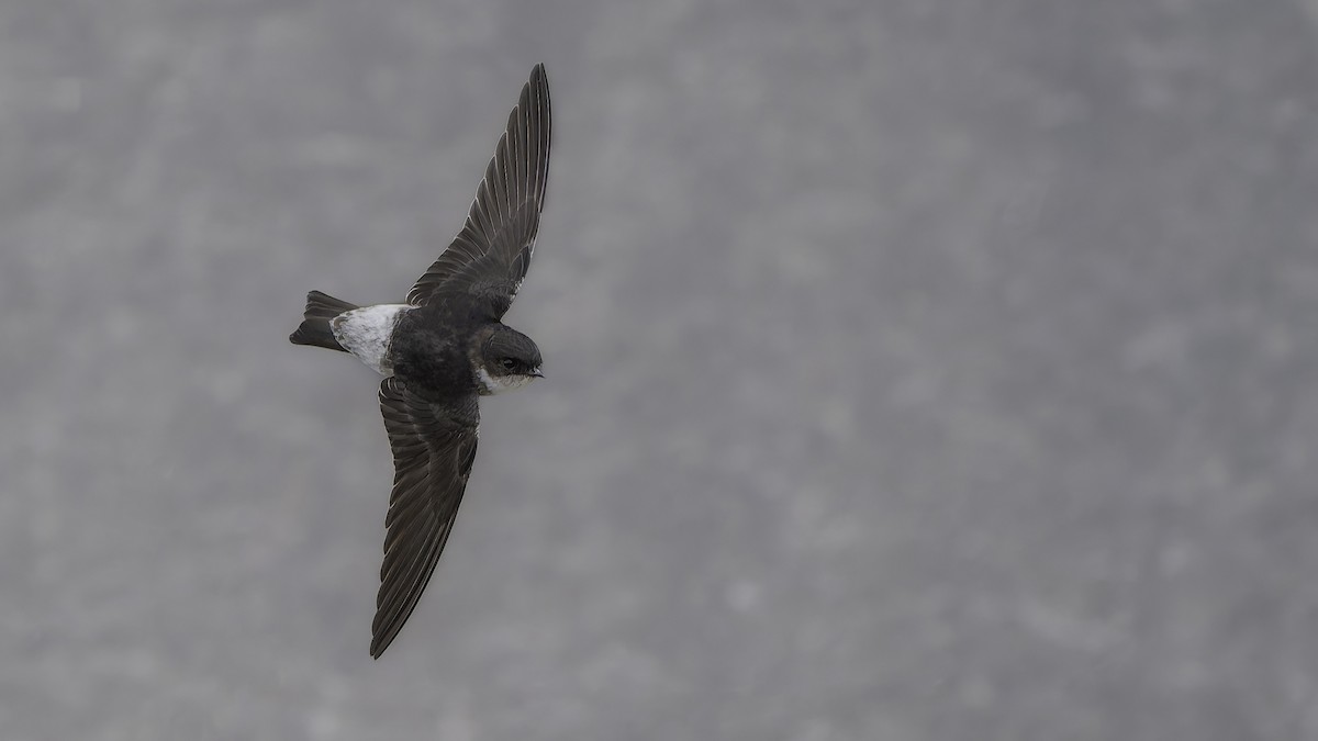 東方毛腳燕 - ML645517804