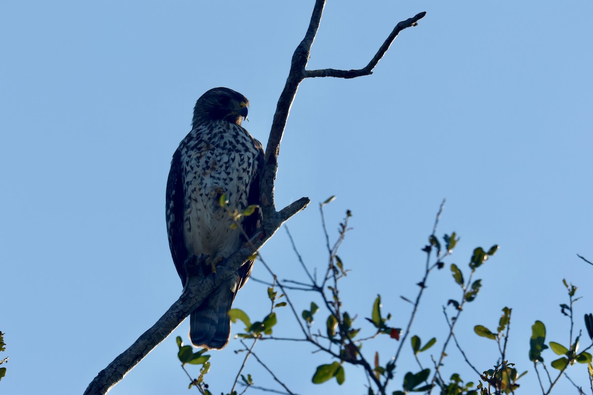 Red-shouldered Hawk - ML645517805