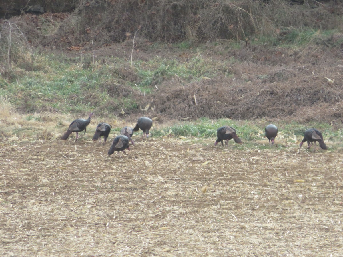 火雞 - ML645517806