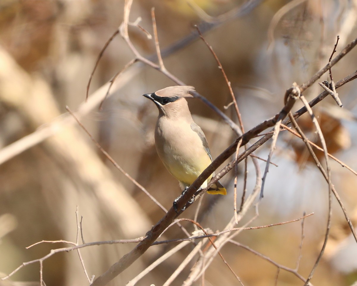 Cedar Waxwing - ML645517807