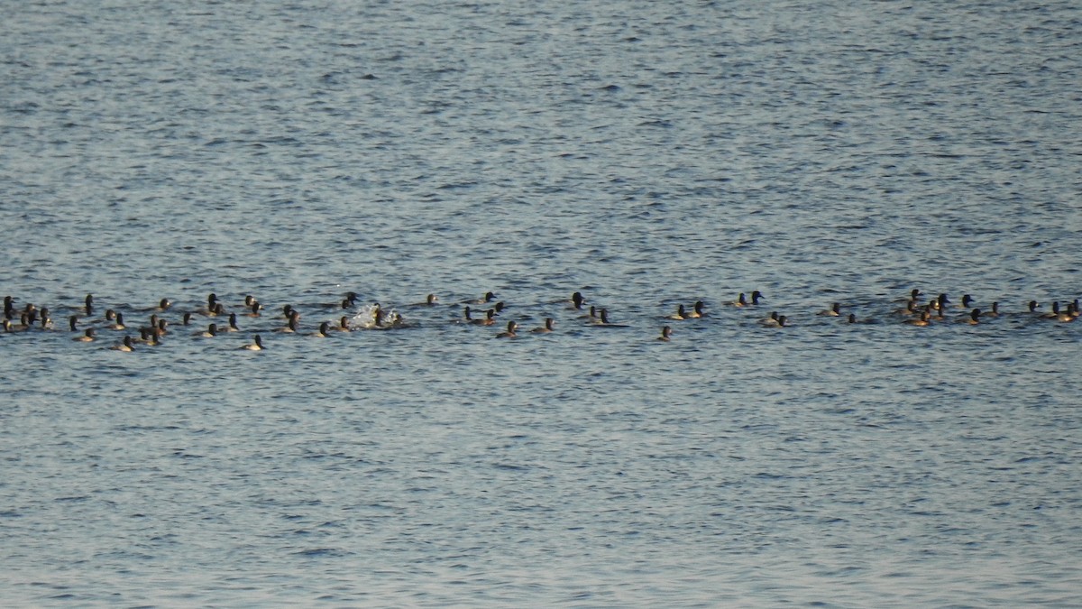 小斑背潛鴨 - ML645517808