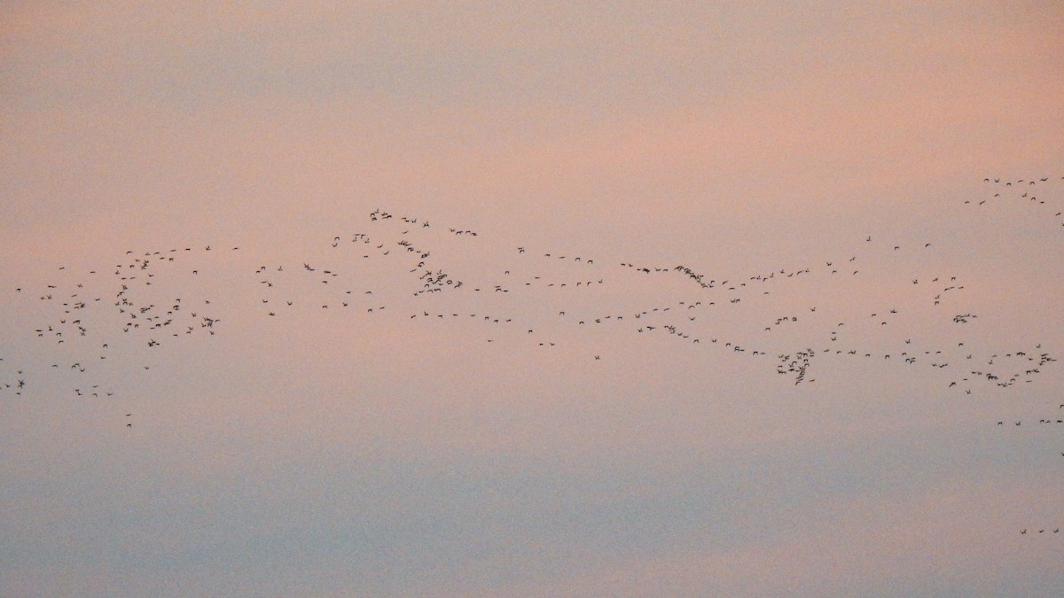 小斑背潛鴨 - ML645517809