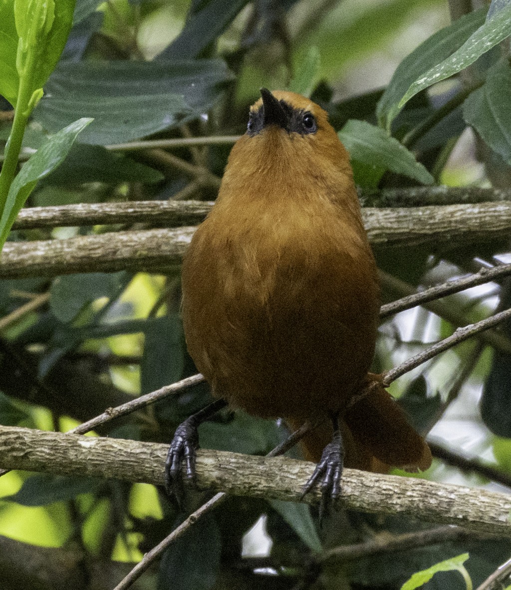 Rufous Wren - ML645517810
