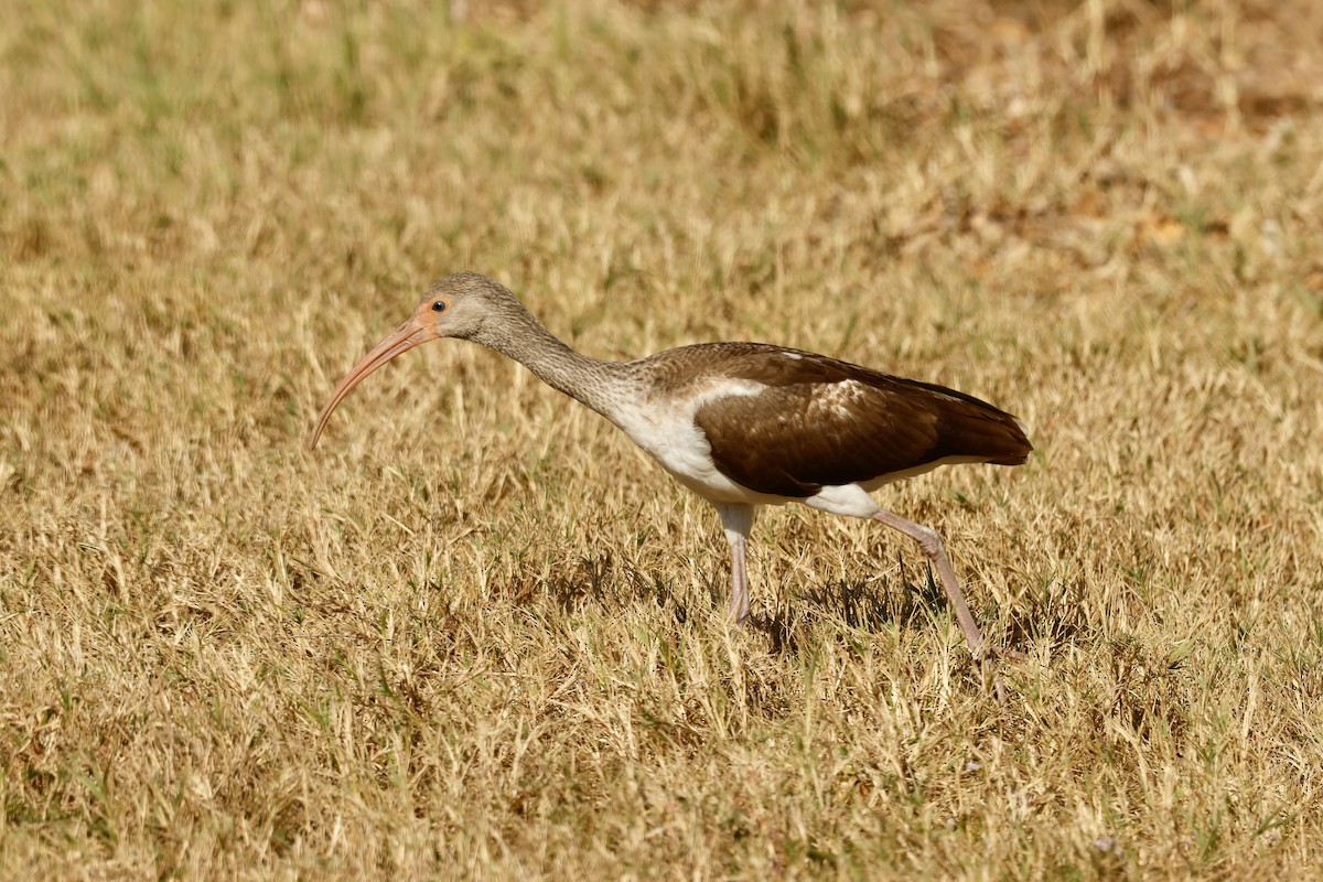 White Ibis - ML645517811