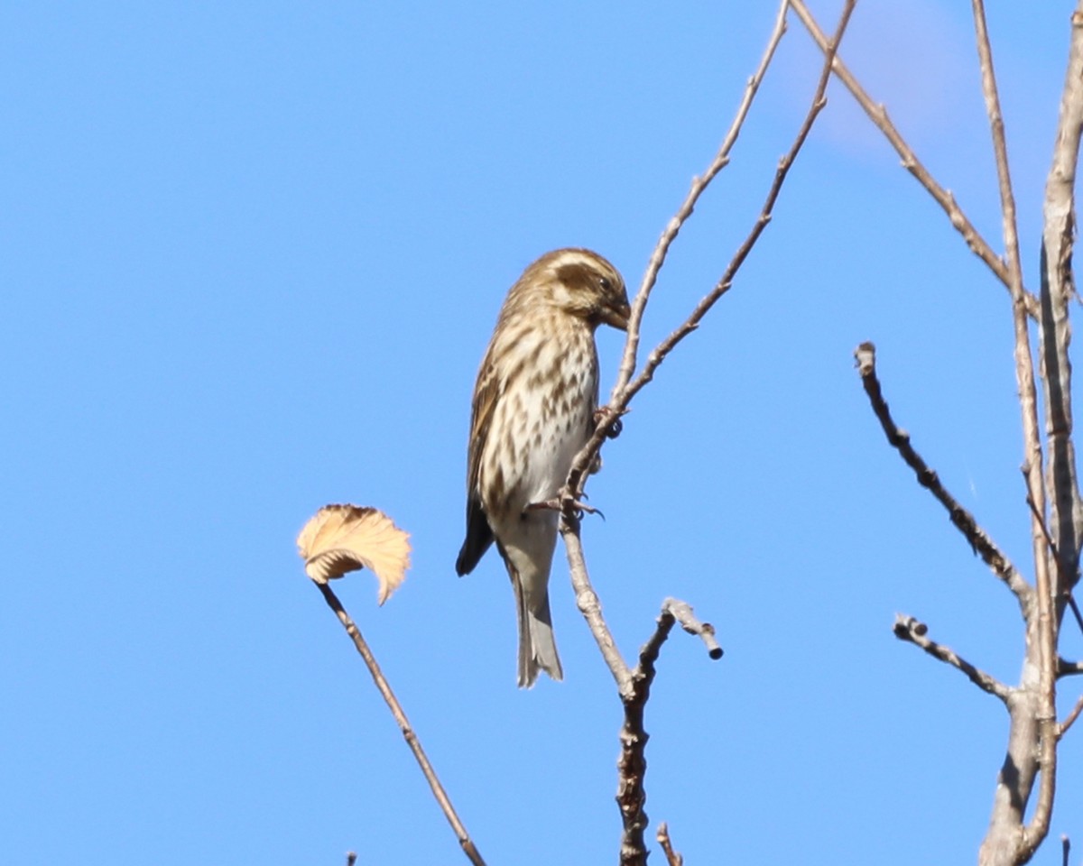 Purple Finch - ML645517814