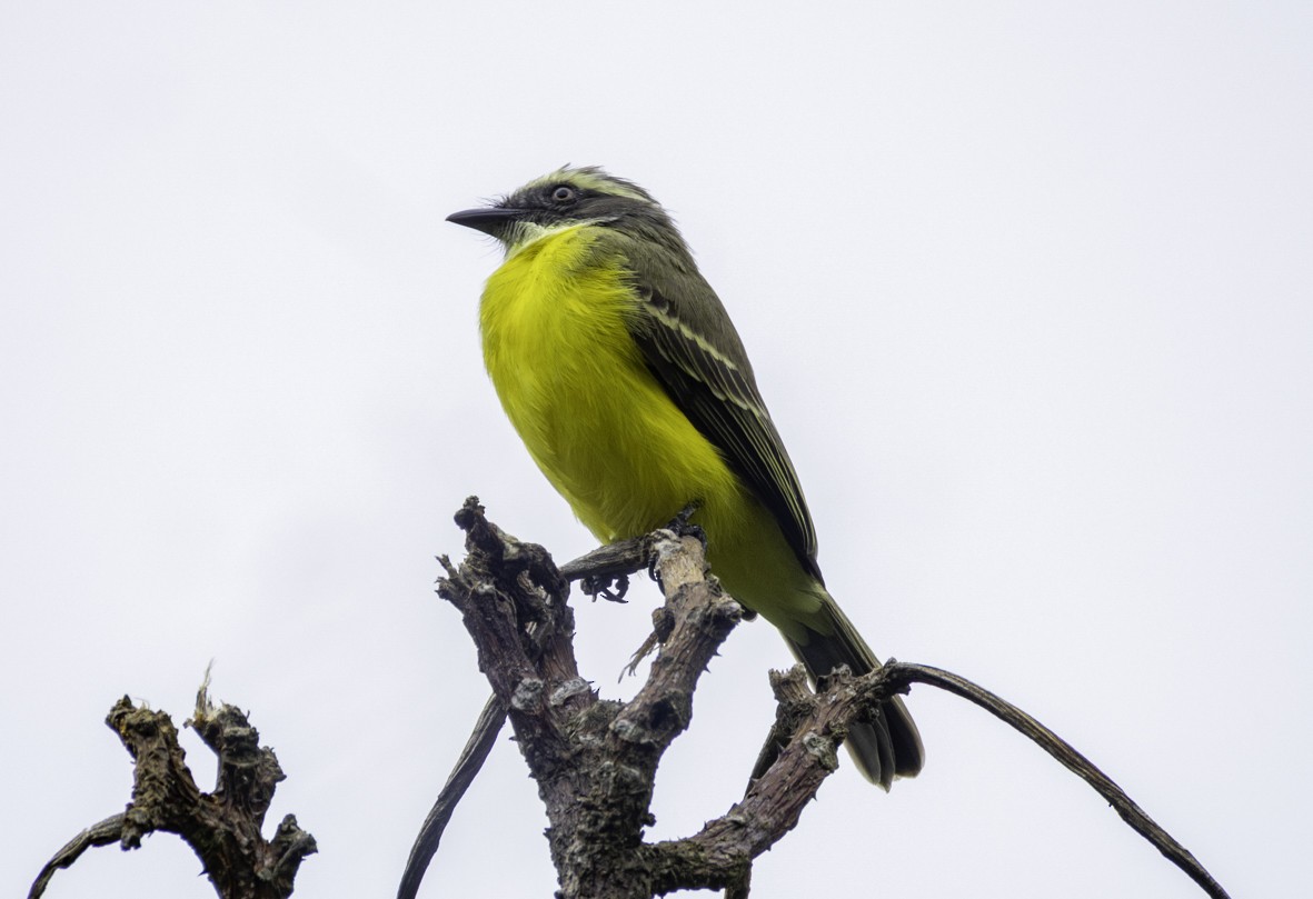 Social Flycatcher - ML645517815