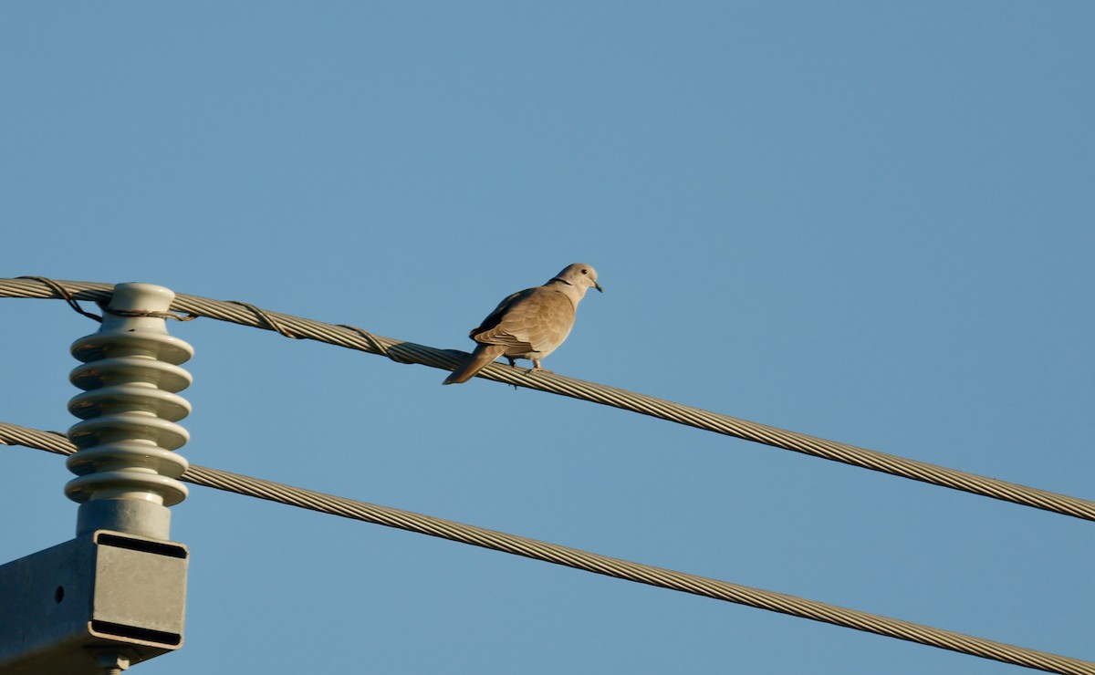 Eurasian Collared-Dove - ML645517817