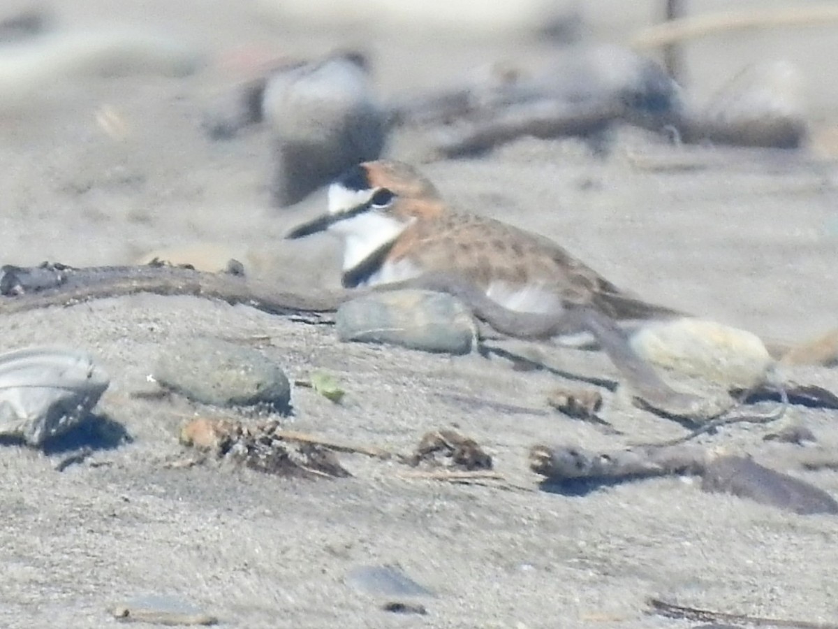 Collared Plover - ML645517818
