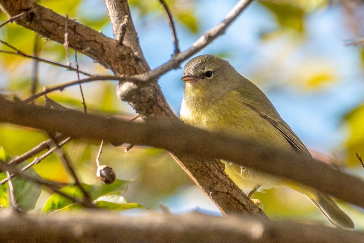 Orange-crowned Warbler - ML645517820