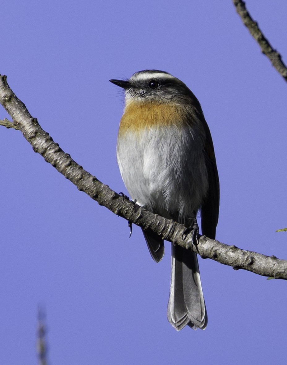 Rufous-breasted Chat-Tyrant - ML645517821