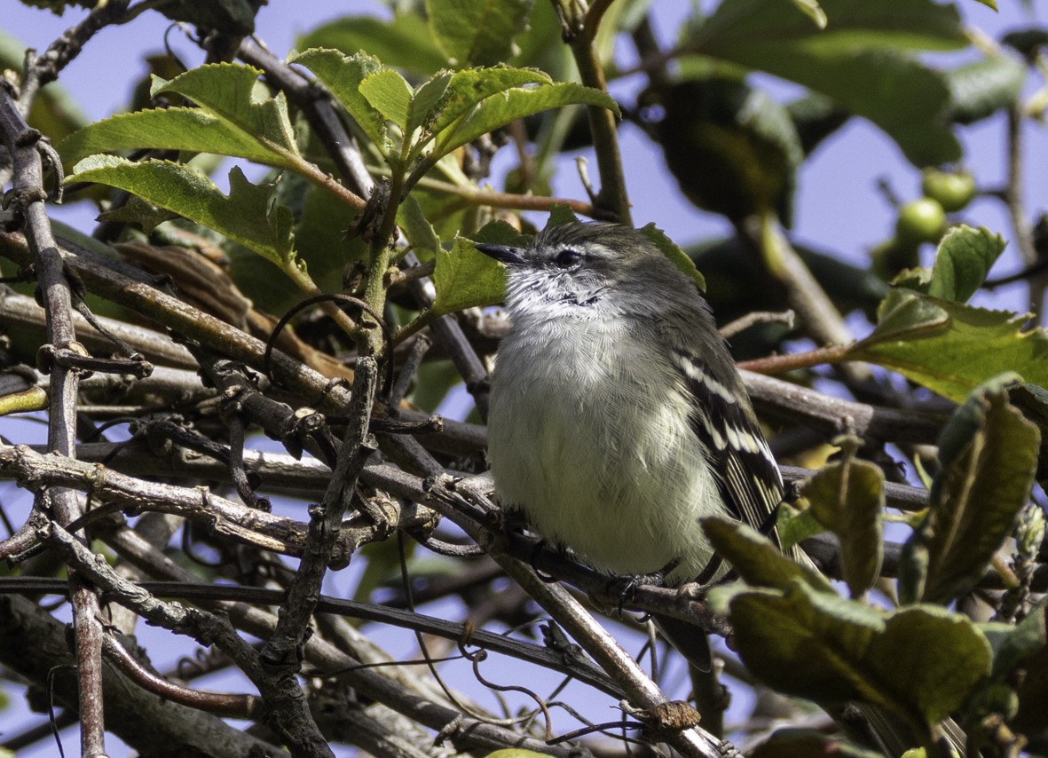 White-throated Tyrannulet - ML645517825