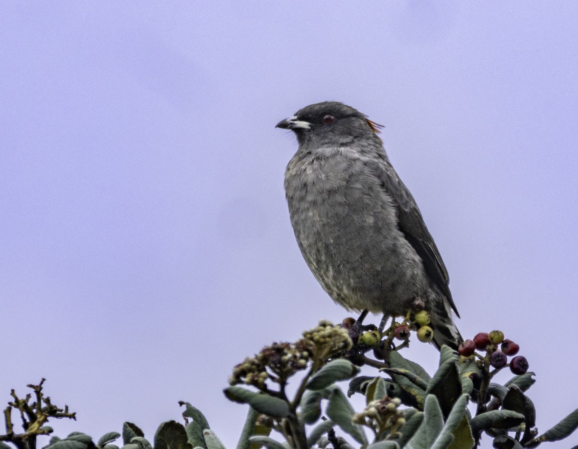 Red-crested Cotinga - ML645517828