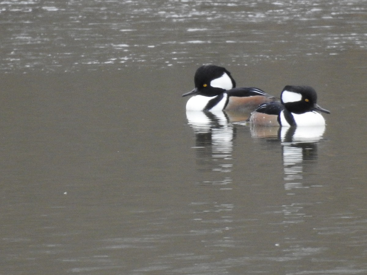 Hooded Merganser - ML645517833