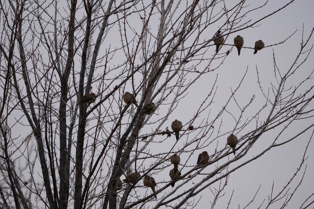 Mourning Dove - ML645517837