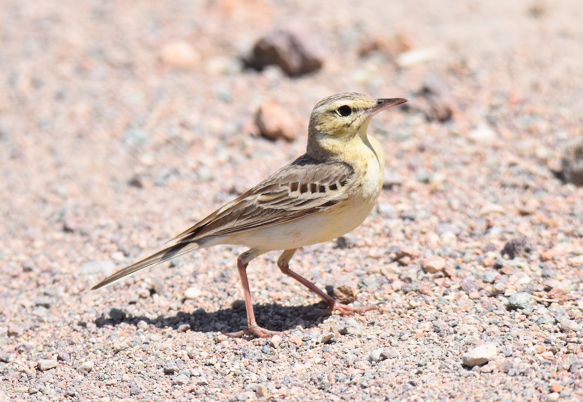 פפיון צהוב - ML645517838