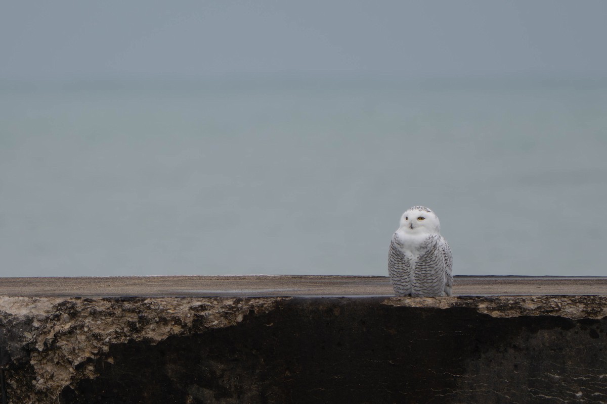 Snowy Owl - ML645517841