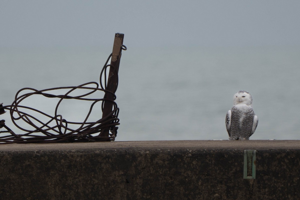 Snowy Owl - ML645517842