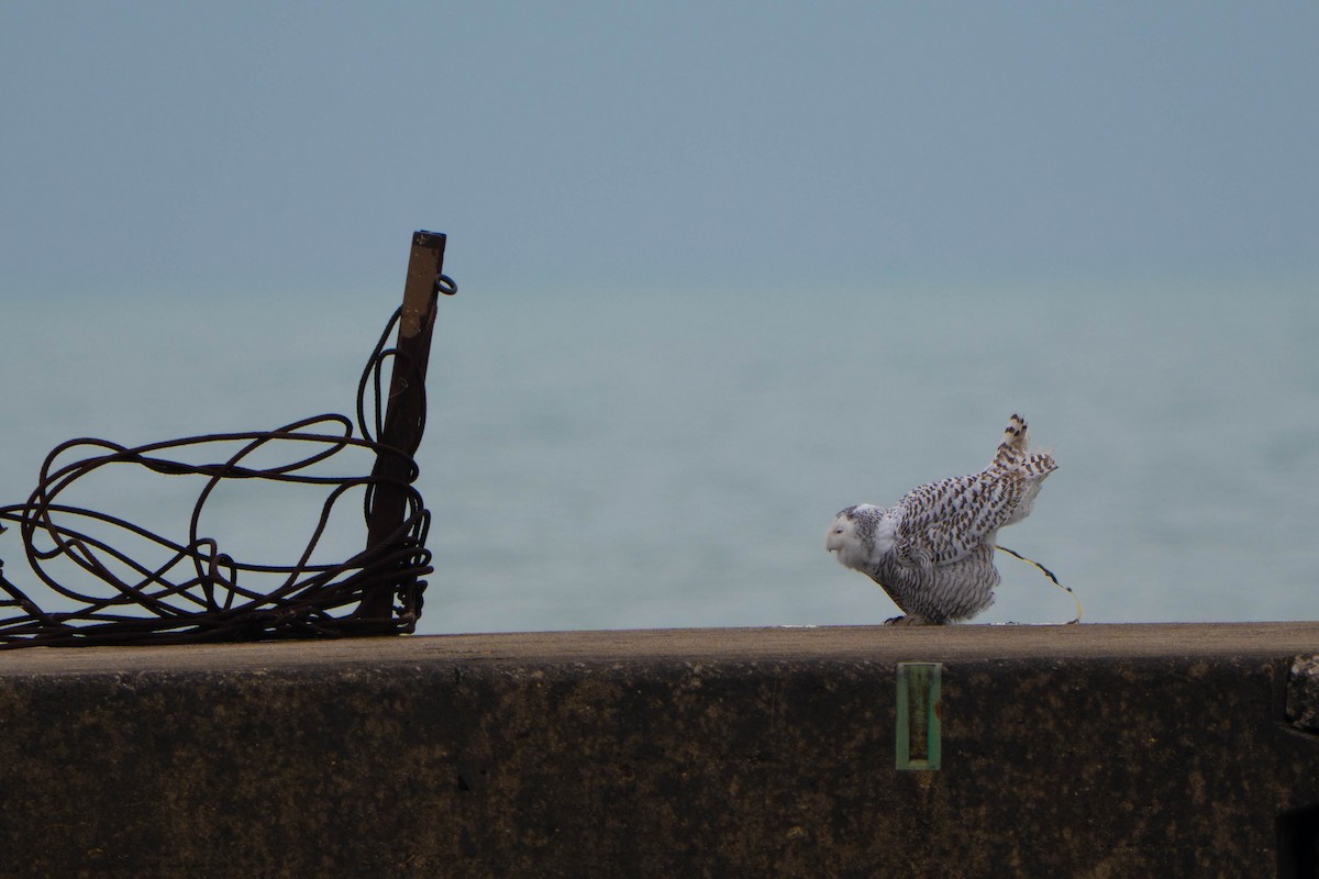 Snowy Owl - ML645517843