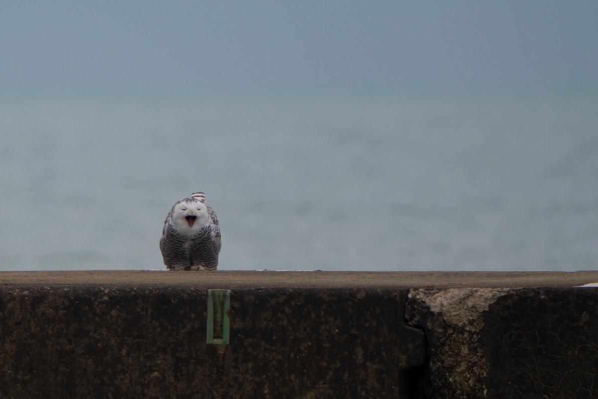 Snowy Owl - ML645517844