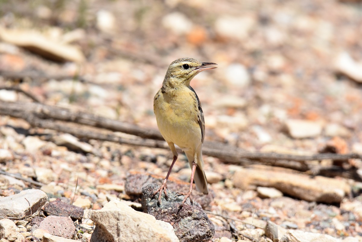 פפיון צהוב - ML645517859
