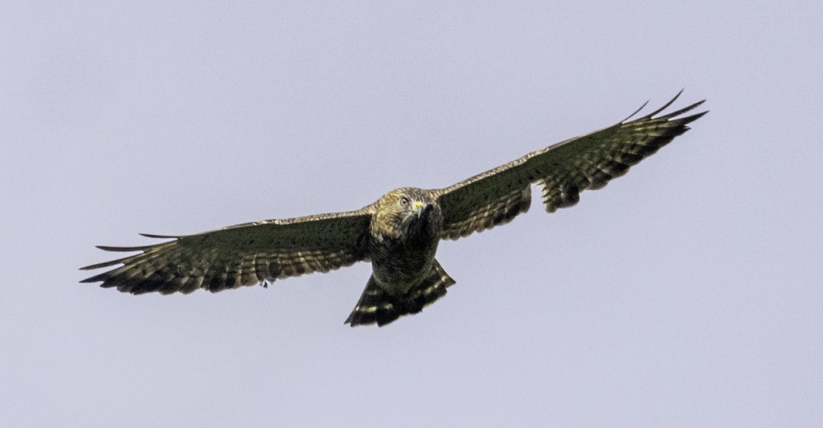 Broad-winged Hawk - ML645517870