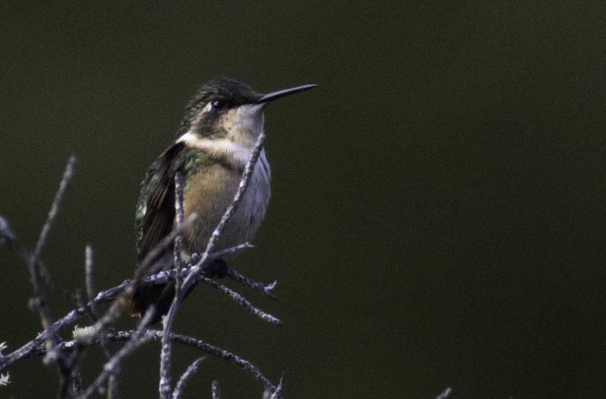 Rufous-shafted Woodstar - ML645517873