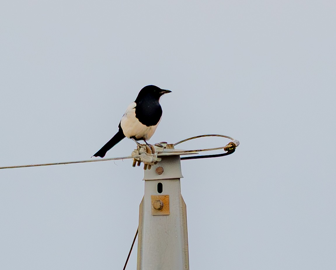 orientskjære - ML645517875