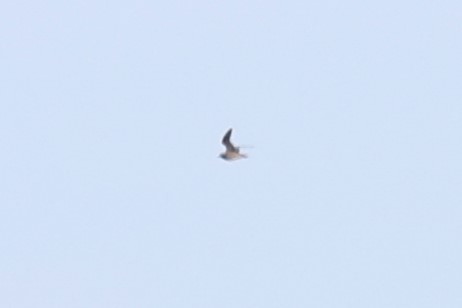 American Golden-Plover - ML645517883