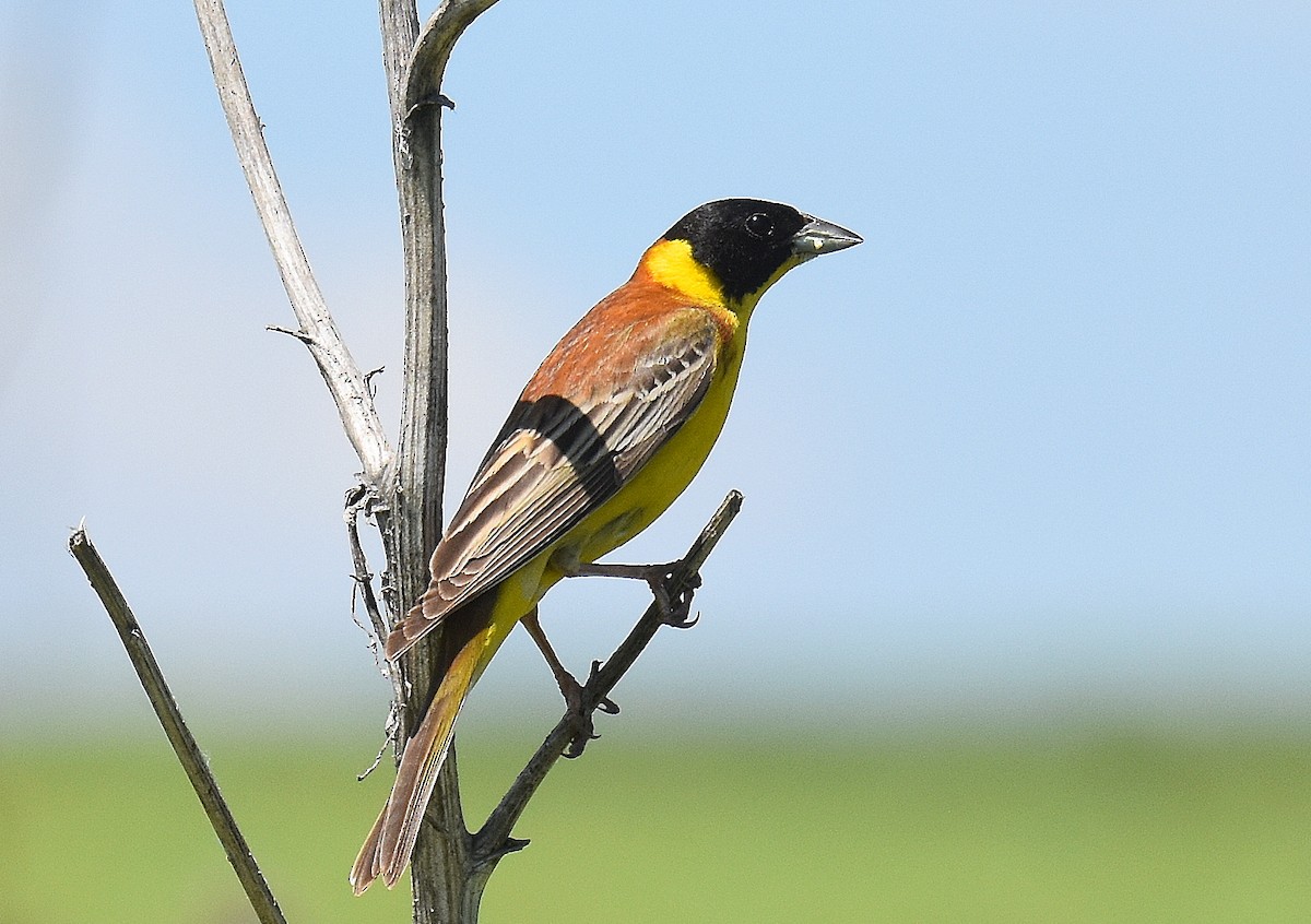גיבתון שחור-ראש - ML645517892