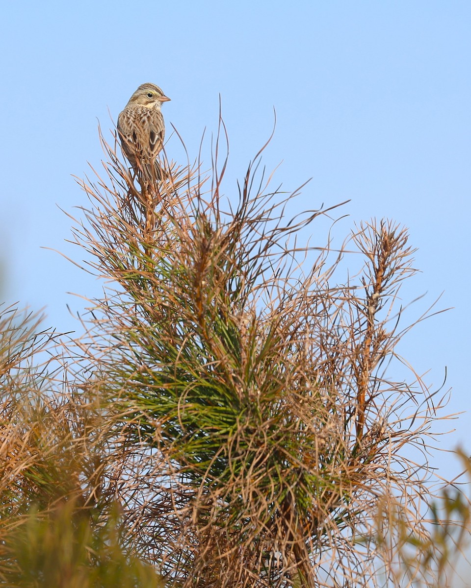 Savannah Sparrow (Ipswich) - ML645517896