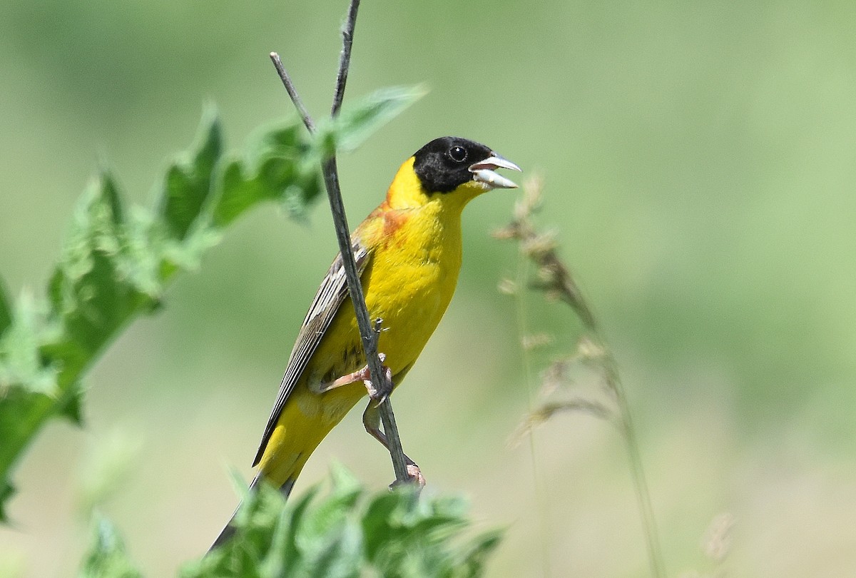 גיבתון שחור-ראש - ML645517898