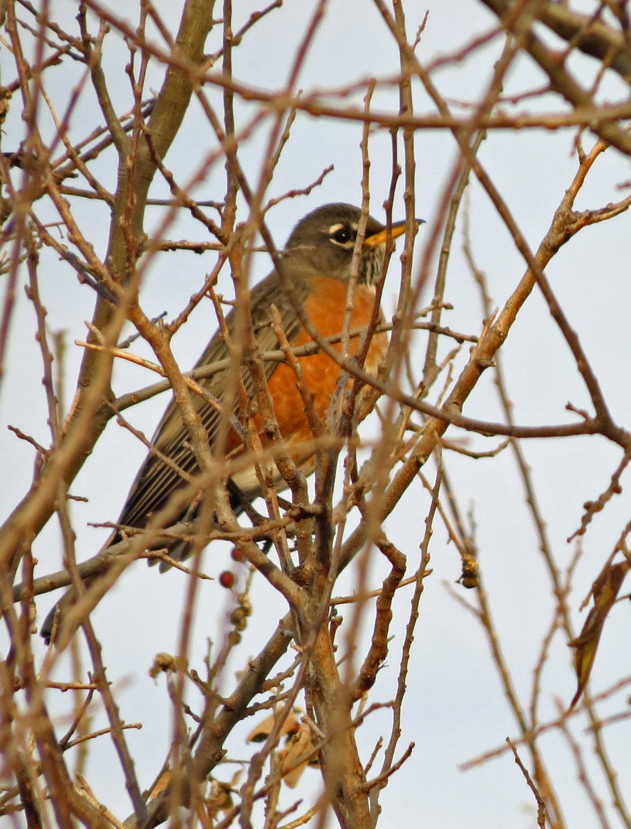 American Robin - ML645517905