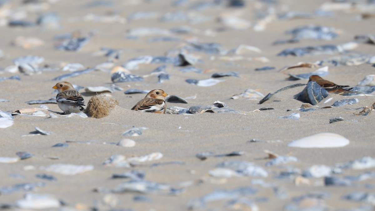 Snow Bunting - ML645517911