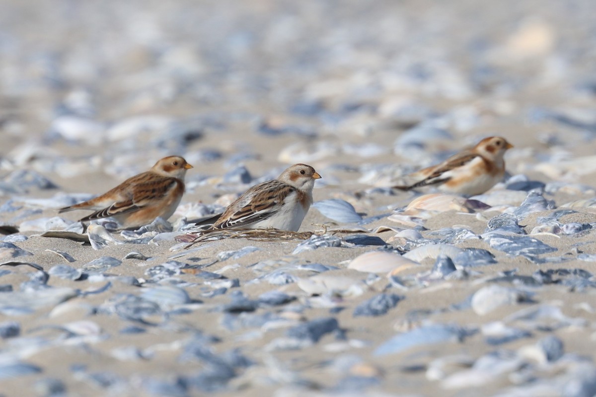 Snow Bunting - ML645517912