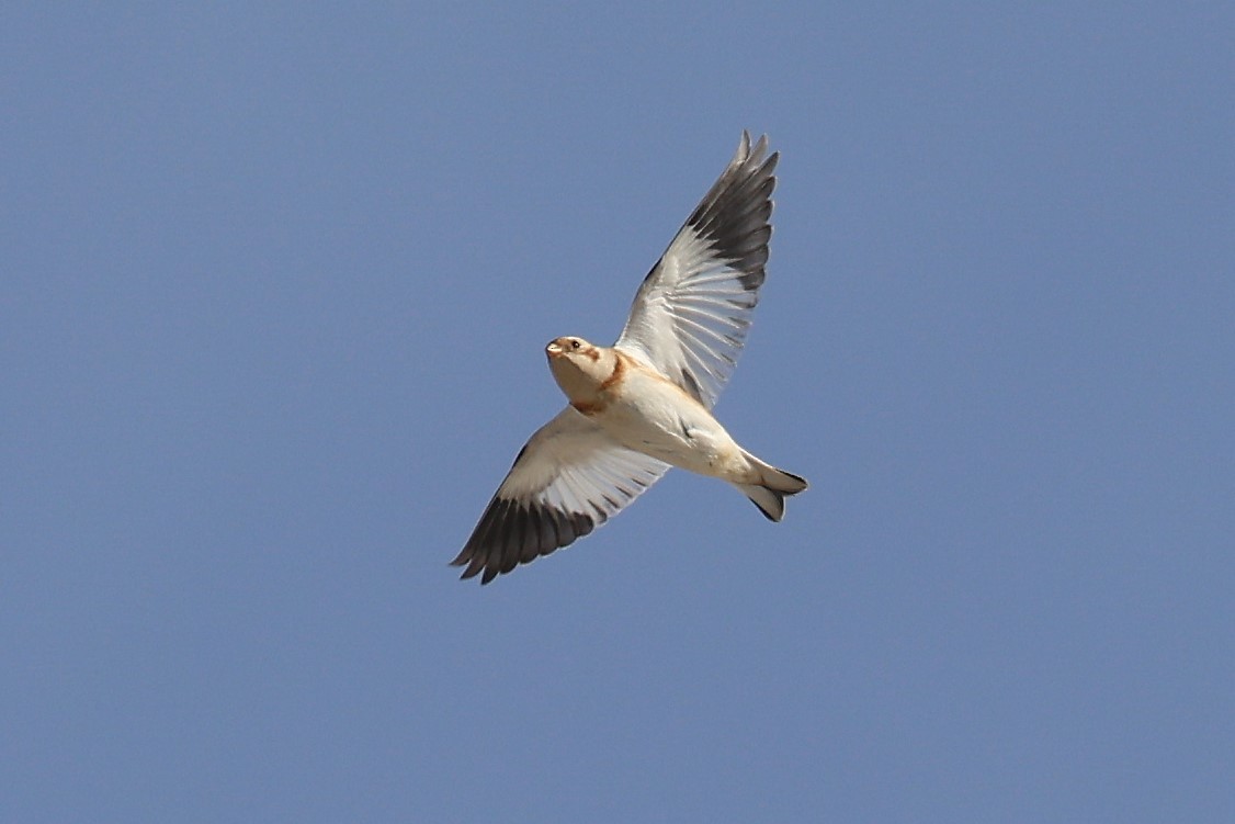 Snow Bunting - ML645517913