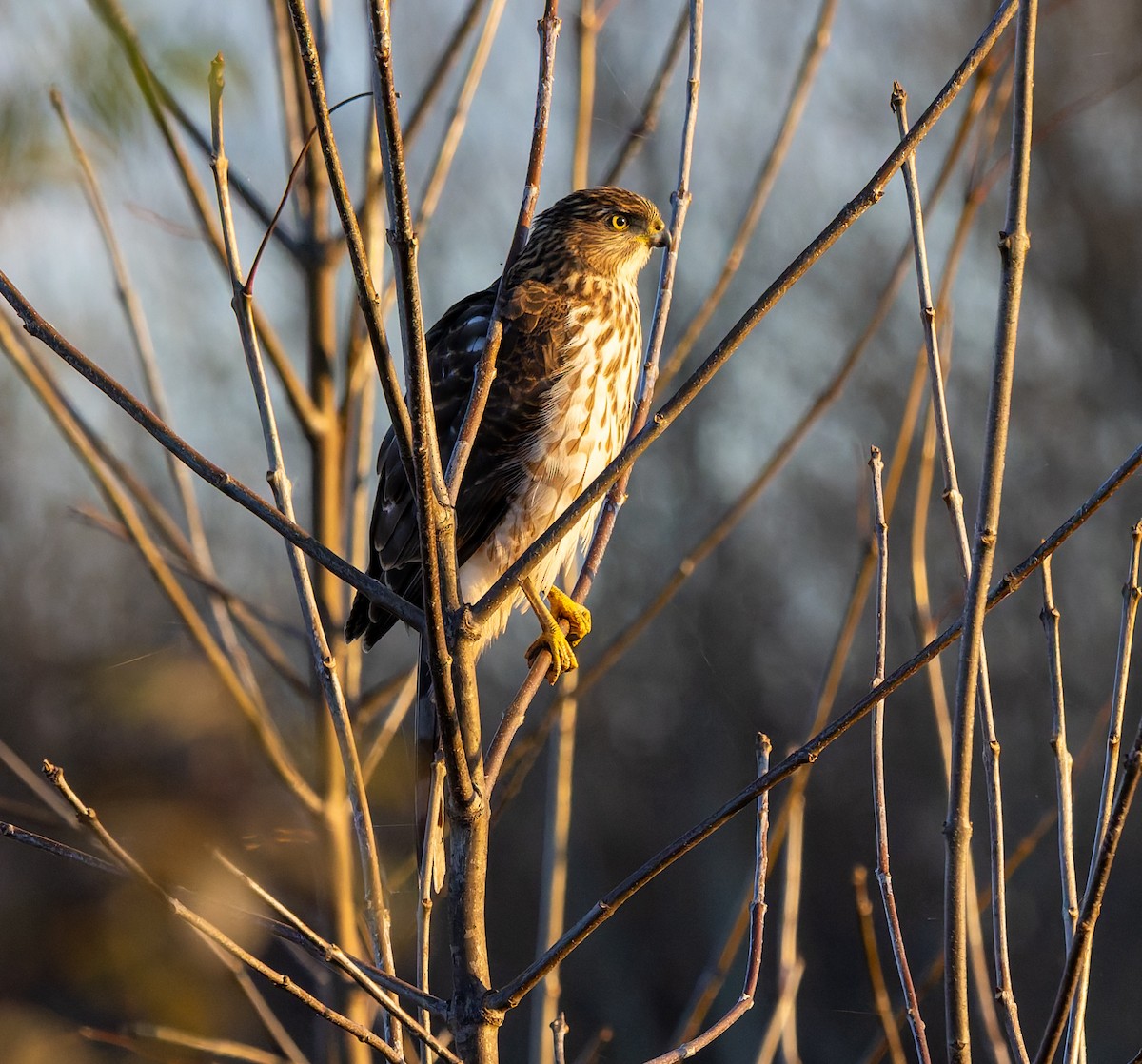 Cooper's Hawk - ML645517915